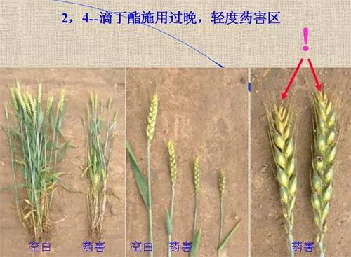 除草剂无时不刻发生变化，激素类除草剂未来还会在农业舞台上继续发挥更大作用