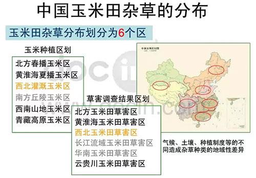 玉米田陷入断档期，除草剂到了大洗牌时代